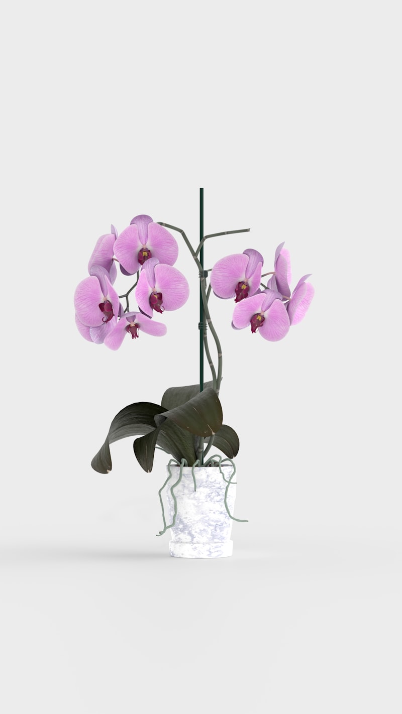Orquídea Phalaenopsis Lilás